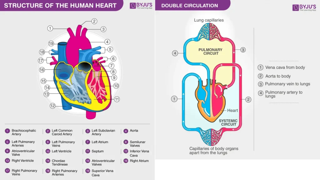 Heart & Double Circulation - Human Circulatory System Diagram - byjus.com
