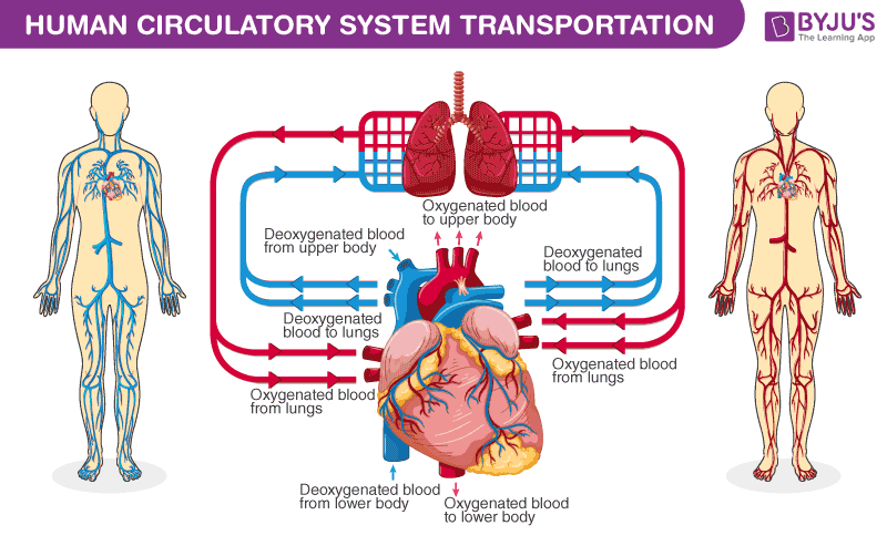 Human Circulatory System Diagram - byjus.com